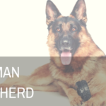 Identifying the source of your German Shepherd barking