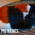 How to Find Unique Guinea Pig Names