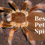 See Which are the Best Pet Spiders