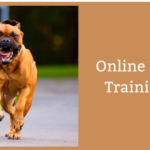 Online Dog Training Benefits