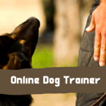 How To Choose The Right Online Dog Training Course?